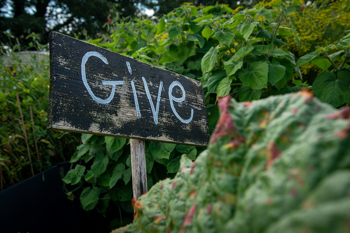 A hand-painted 'Give' sign in a community garden